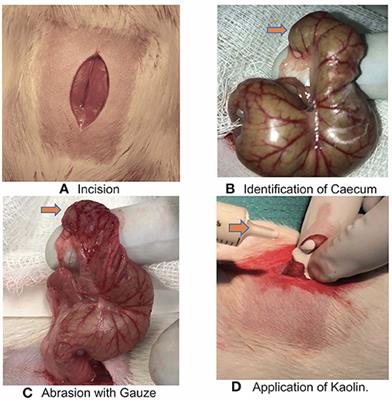 A Novel Rat Model to Test Intra-Abdominal Anti-adhesive Therapy